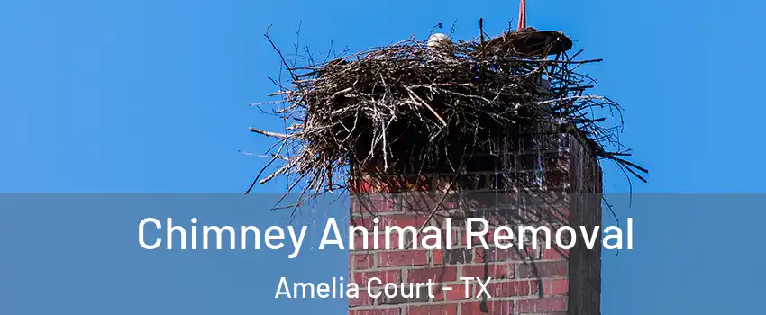 Chimney Animal Removal Amelia Court - TX