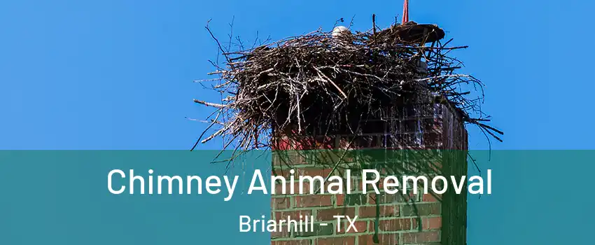 Chimney Animal Removal Briarhill - TX