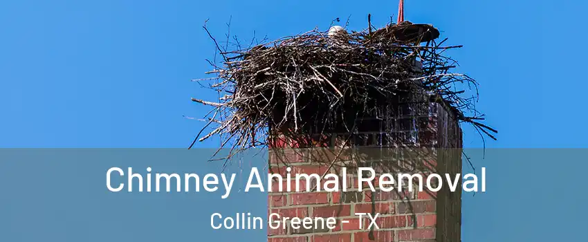 Chimney Animal Removal Collin Greene - TX