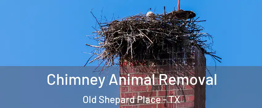 Chimney Animal Removal Old Shepard Place - TX