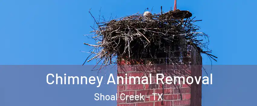 Chimney Animal Removal Shoal Creek - TX