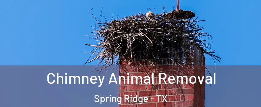 Chimney Animal Removal Spring Ridge - TX