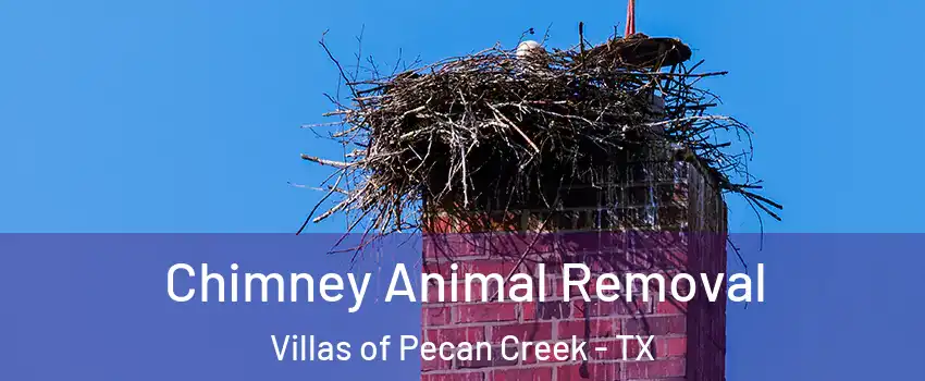 Chimney Animal Removal Villas of Pecan Creek - TX